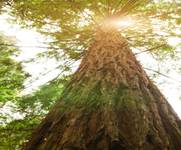 crestline ca realty.